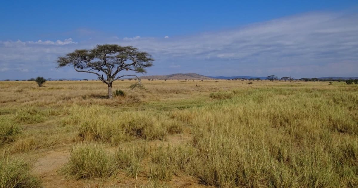 Safari From Dar es Salaam: The Closest Parks Compared