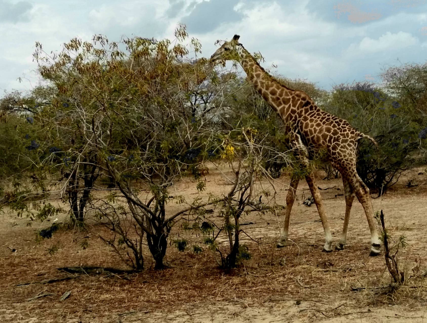 Nyerere National Park