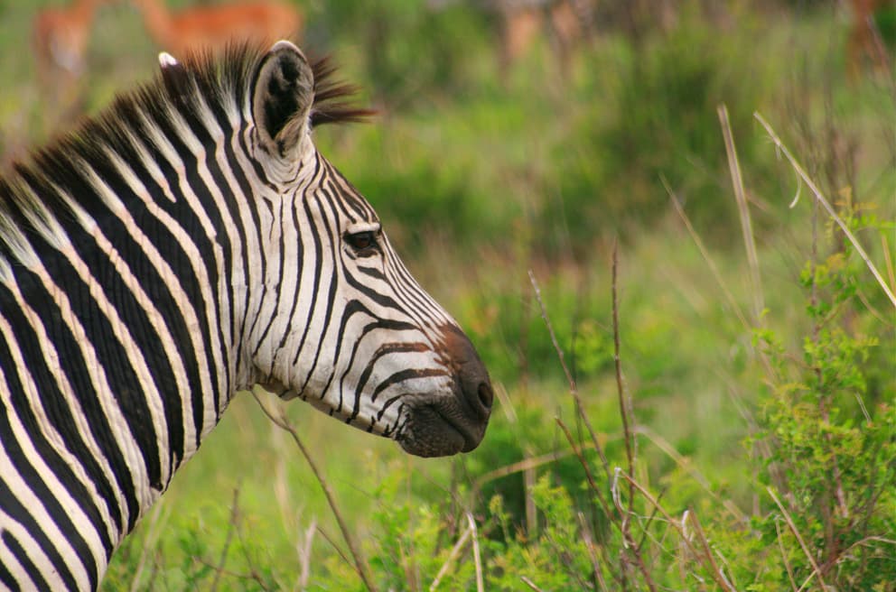 Southern Wild Safaris