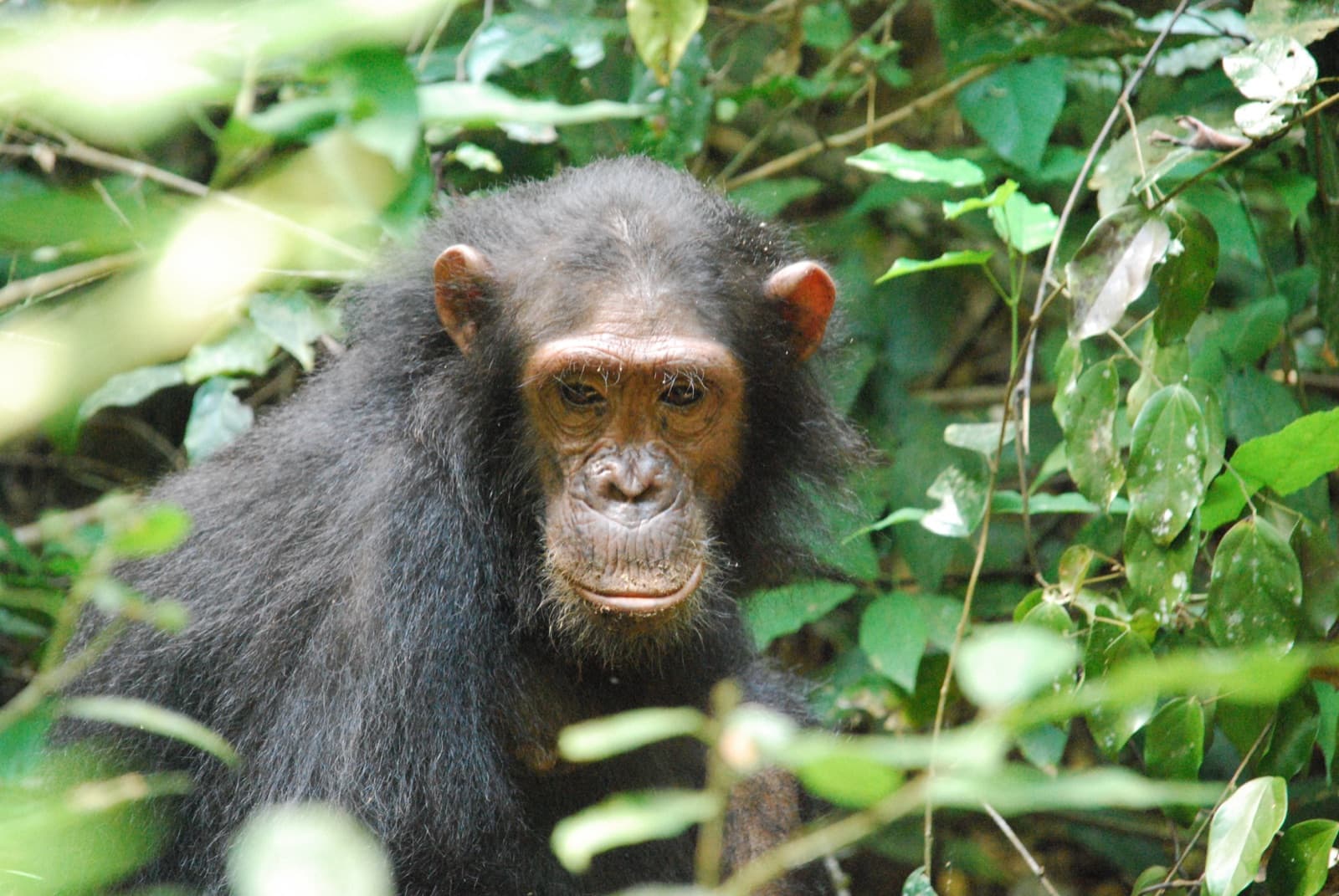 Gombe Wild Chimp Safari