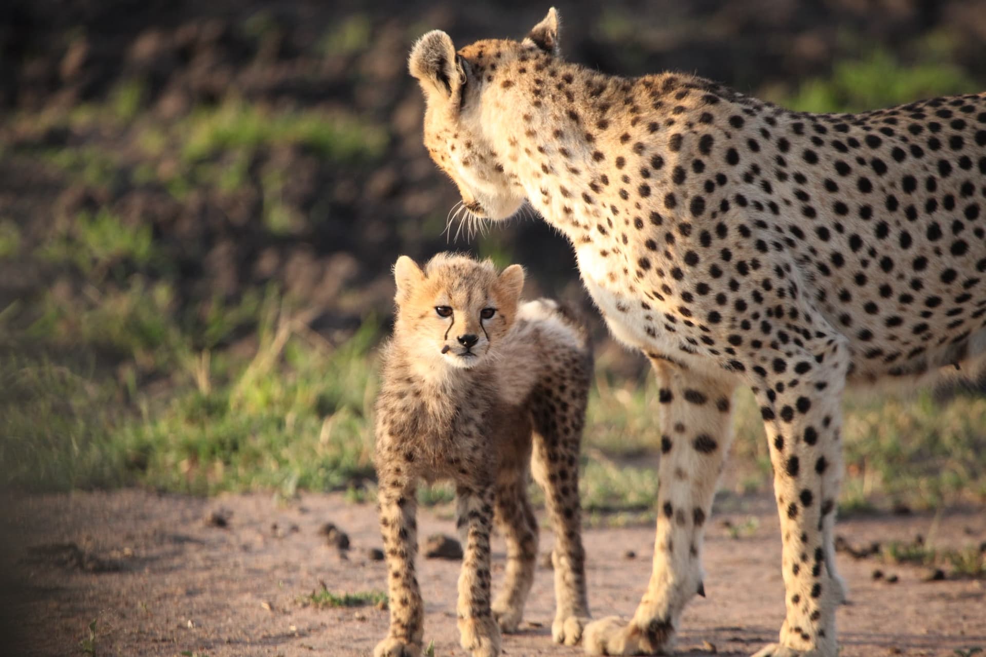 Alfamale Tours & Safaris — safari photo 1