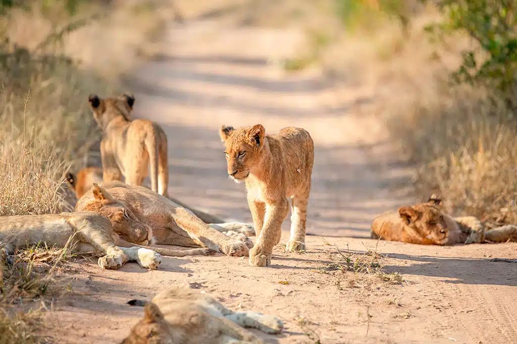 Explore Active — safari photo 1