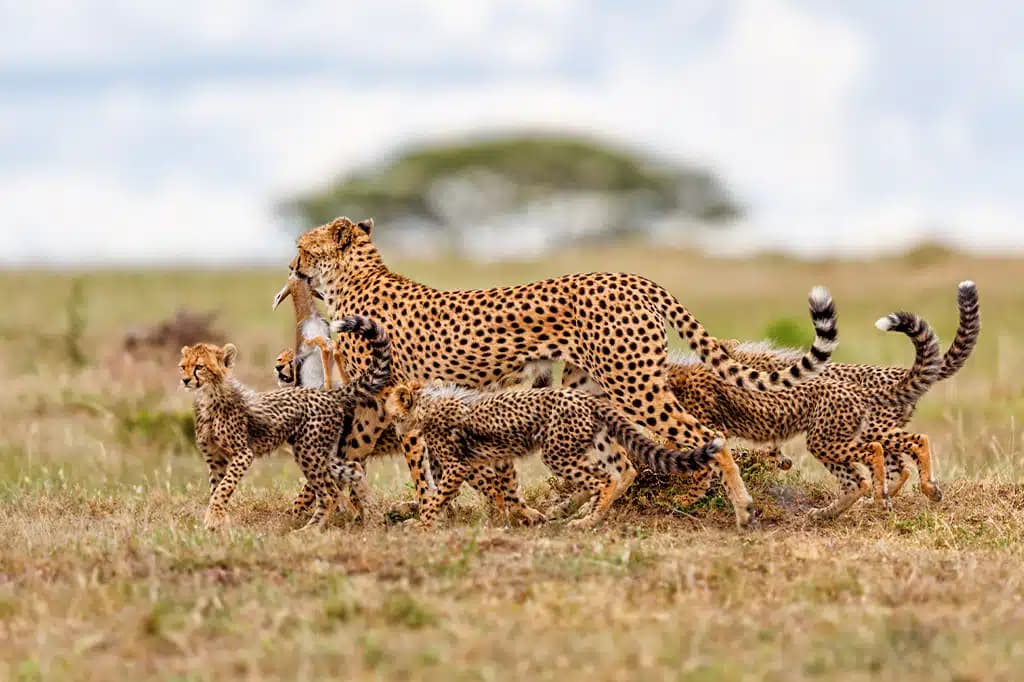 Explore Active — safari photo 2