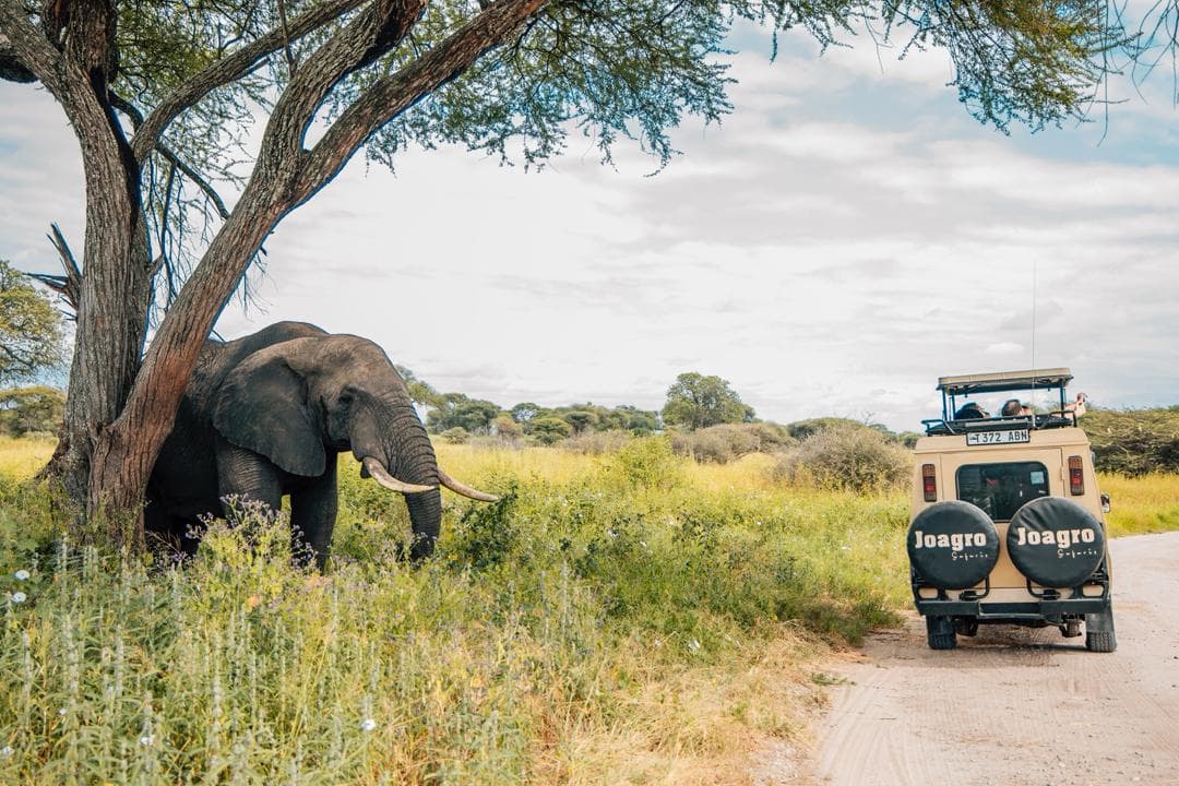 Joagro Safaris Tanzania — safari photo 3