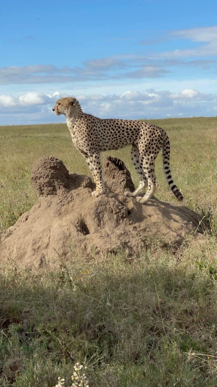 KILIMAP ADVENTURES — safari photo 2