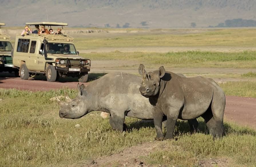 KILIMAP ADVENTURES — safari photo 3