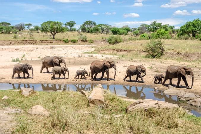 Peasant Travel — safari photo 2
