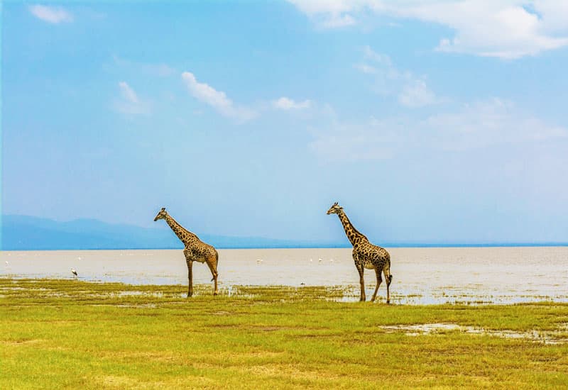 Peasant Travel — safari photo 3