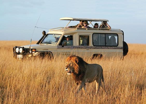 Peasant Travel — safari photo 4