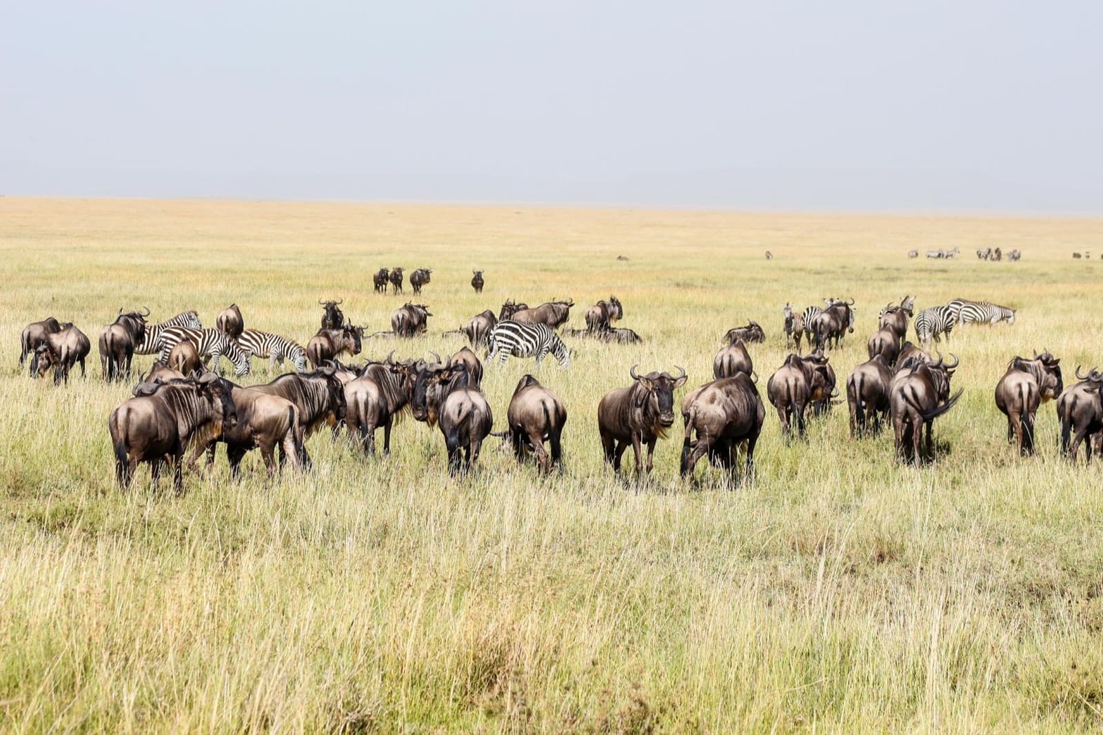 Bahati Safaris — Tanzania tour operator