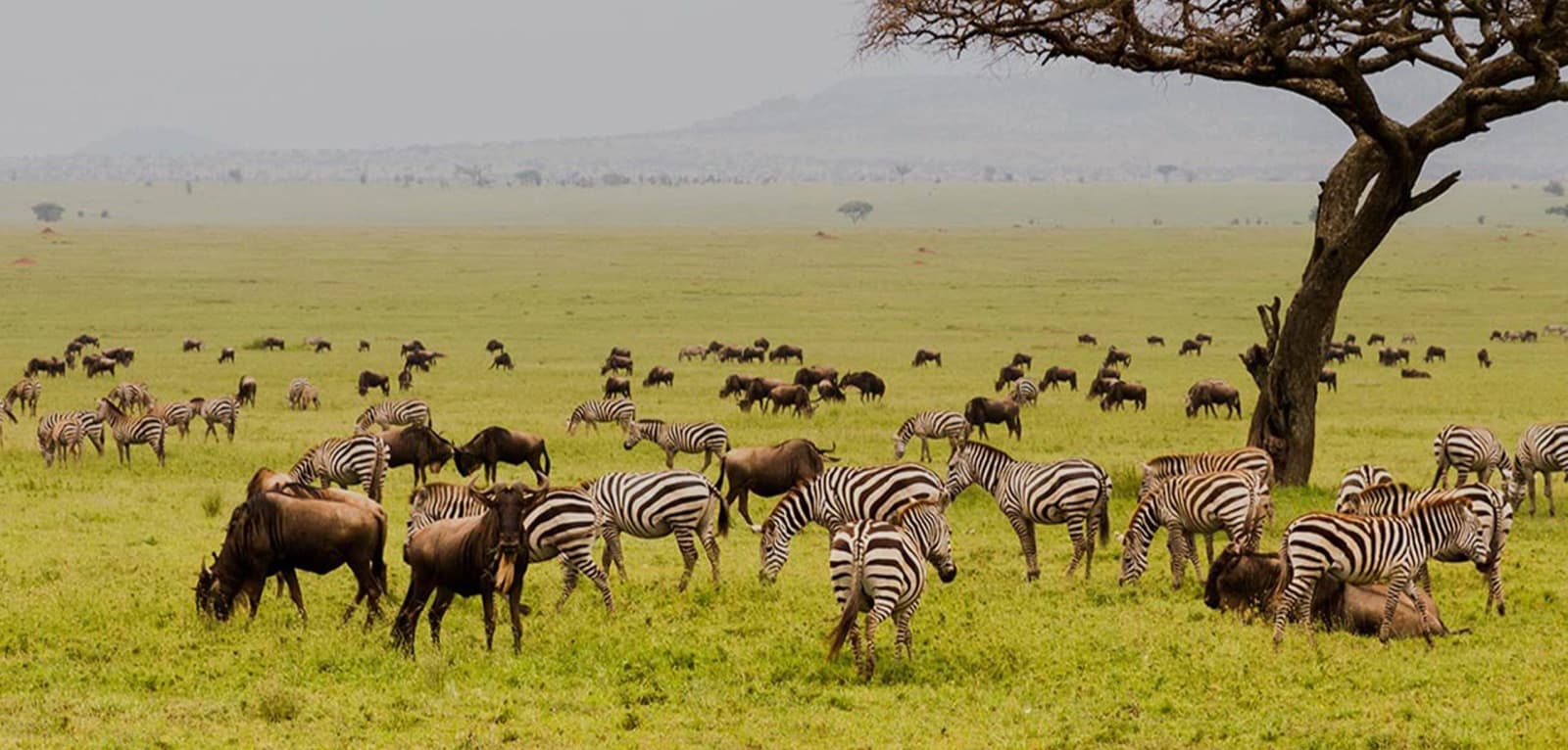 Click Expedition — Tanzania tour operator