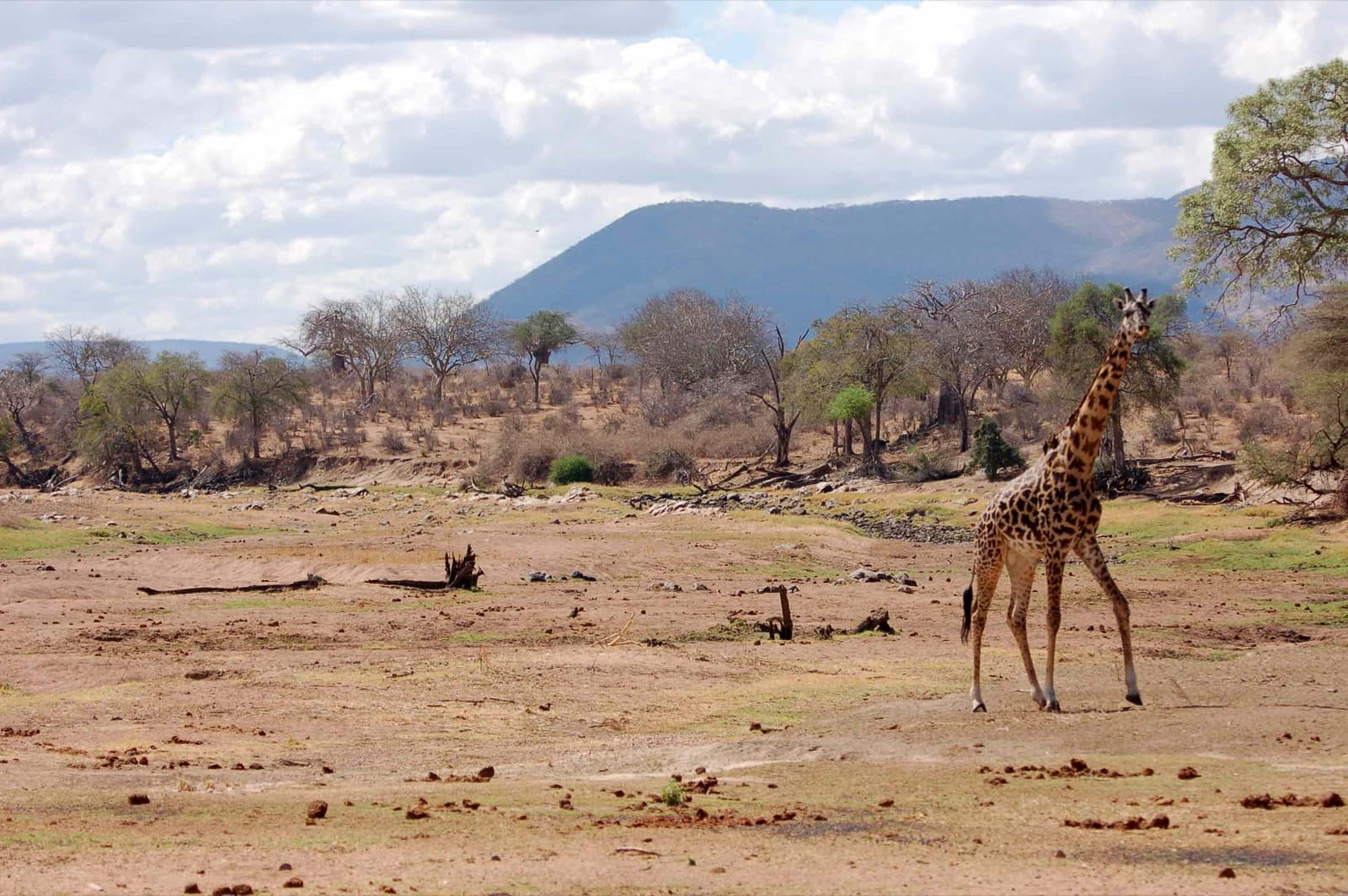 Cruize Wild Safaris