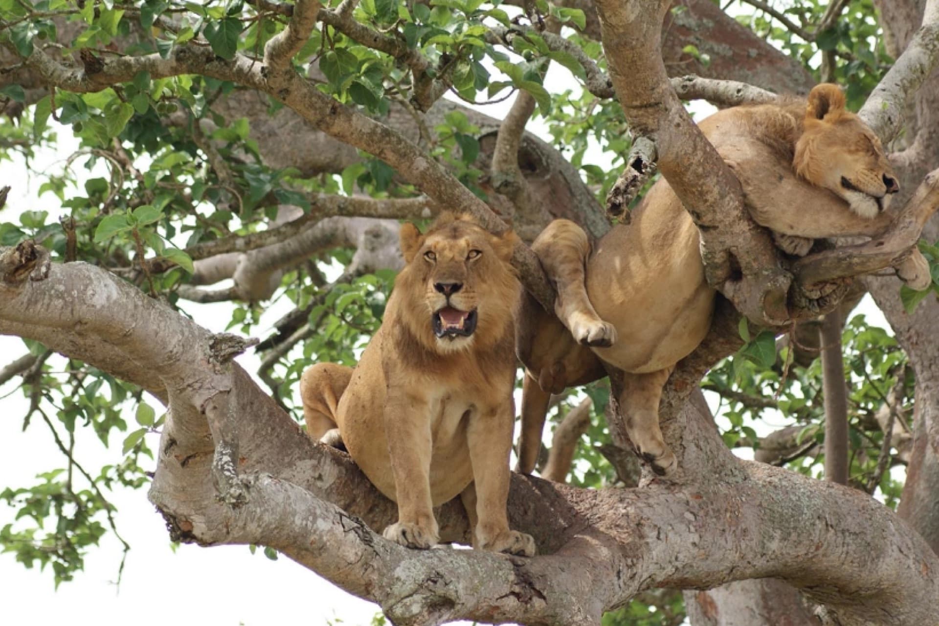 Ismani Tours and Safaris — Tanzania tour operator