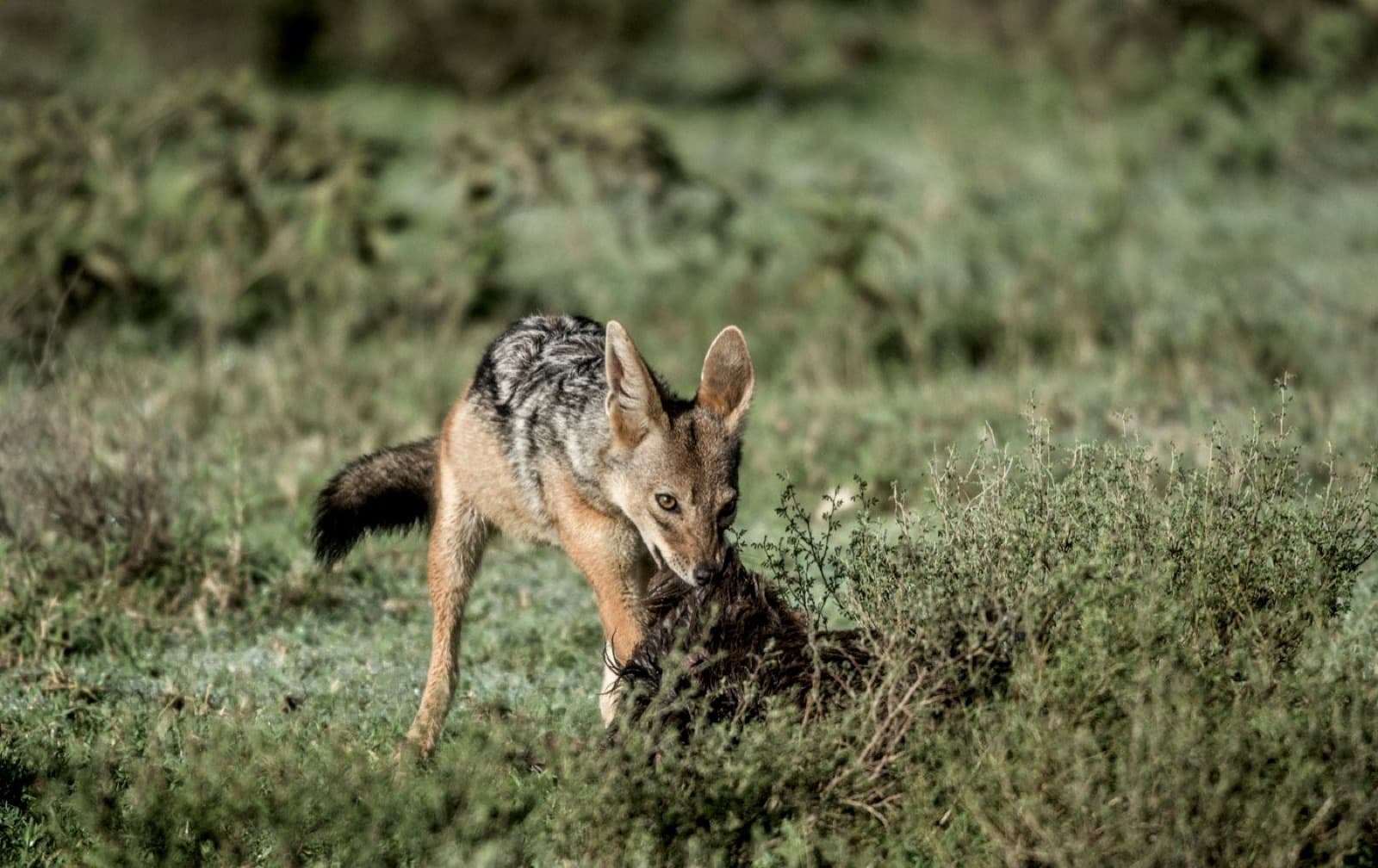 Jackal Adventures Ltd — Tanzania tour operator