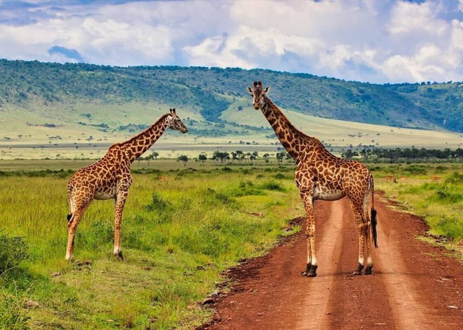 Jungle of Tanzania Trips — Tanzania tour operator