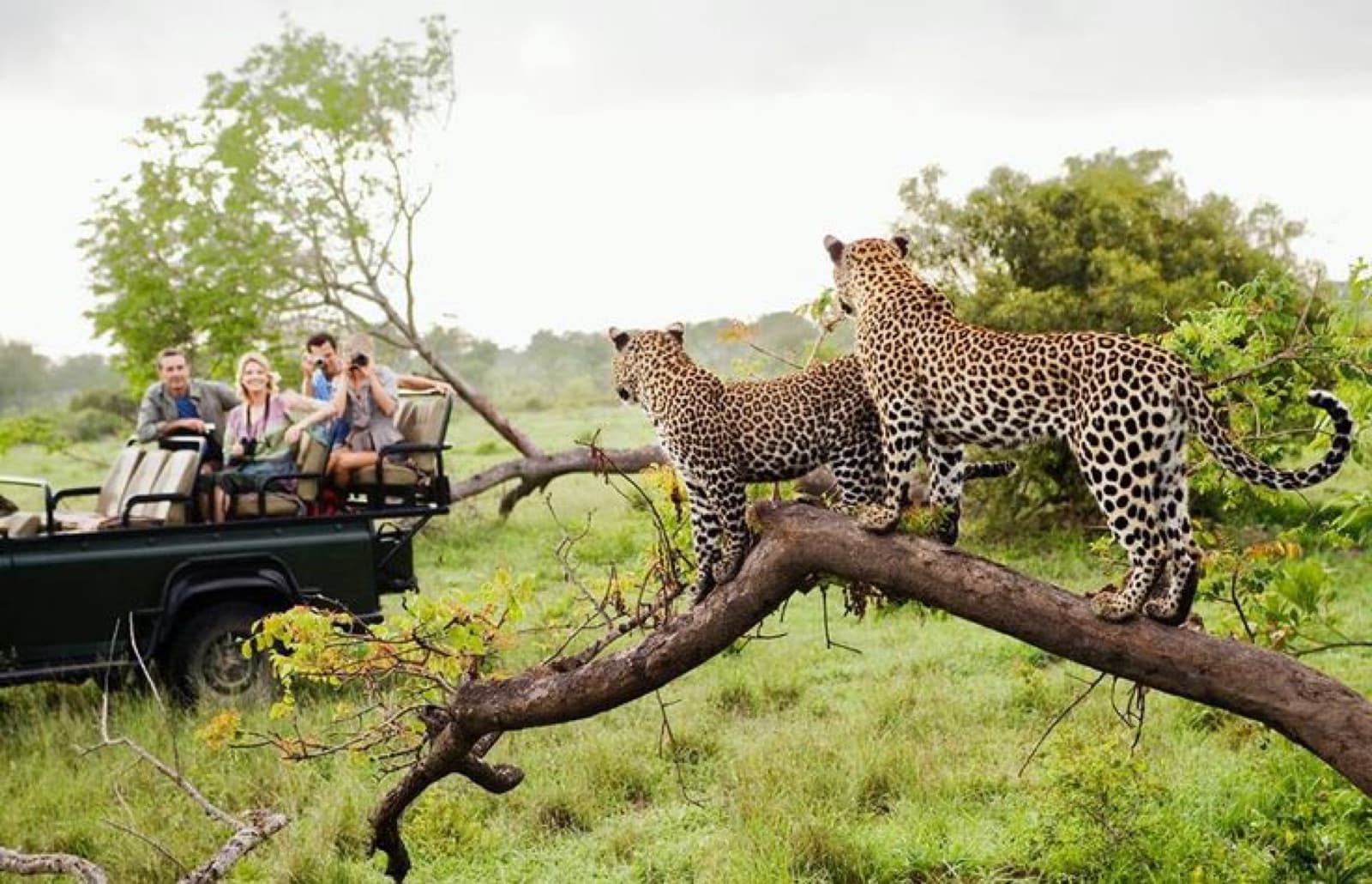 Kin Grand Safari — Tanzania tour operator