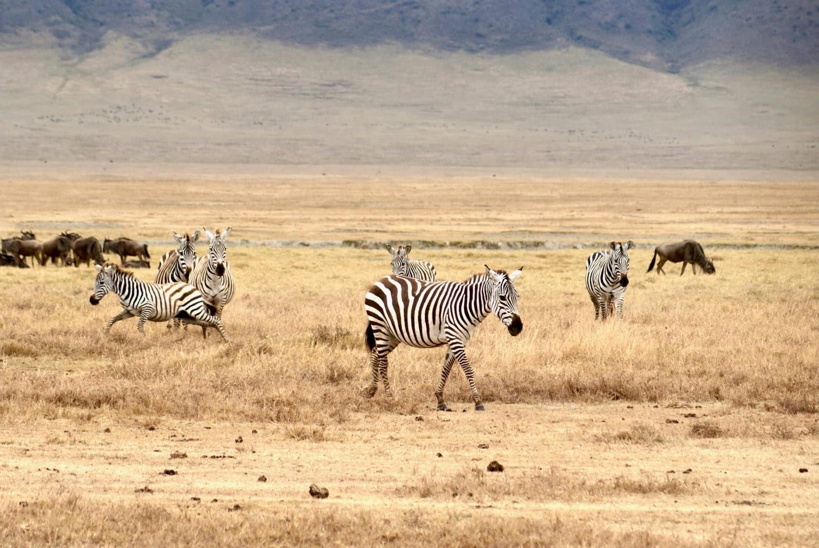 Mangi africa tours and safari limited — Tanzania tour operator