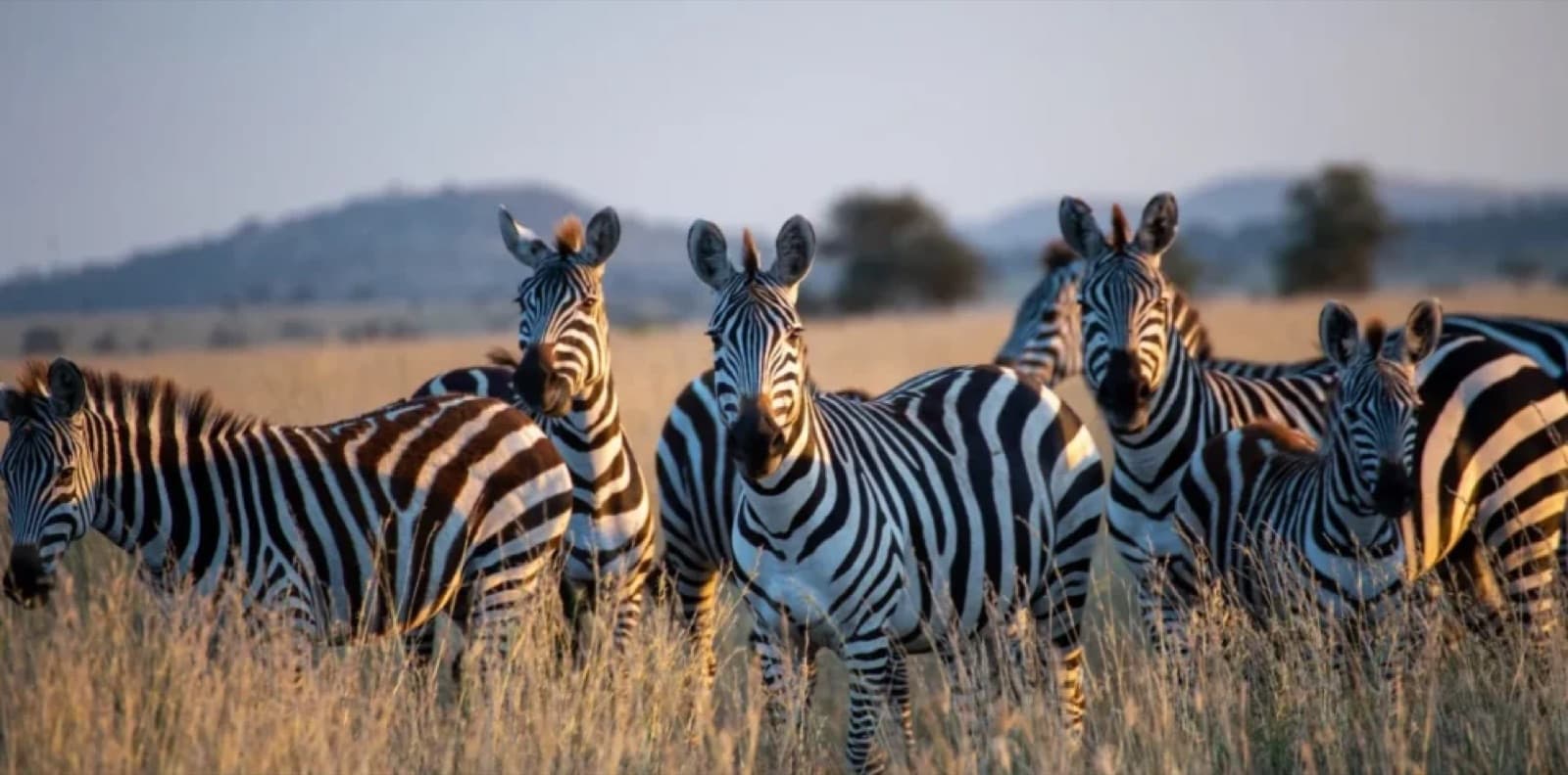 Natalia Safari Tours — Tanzania tour operator
