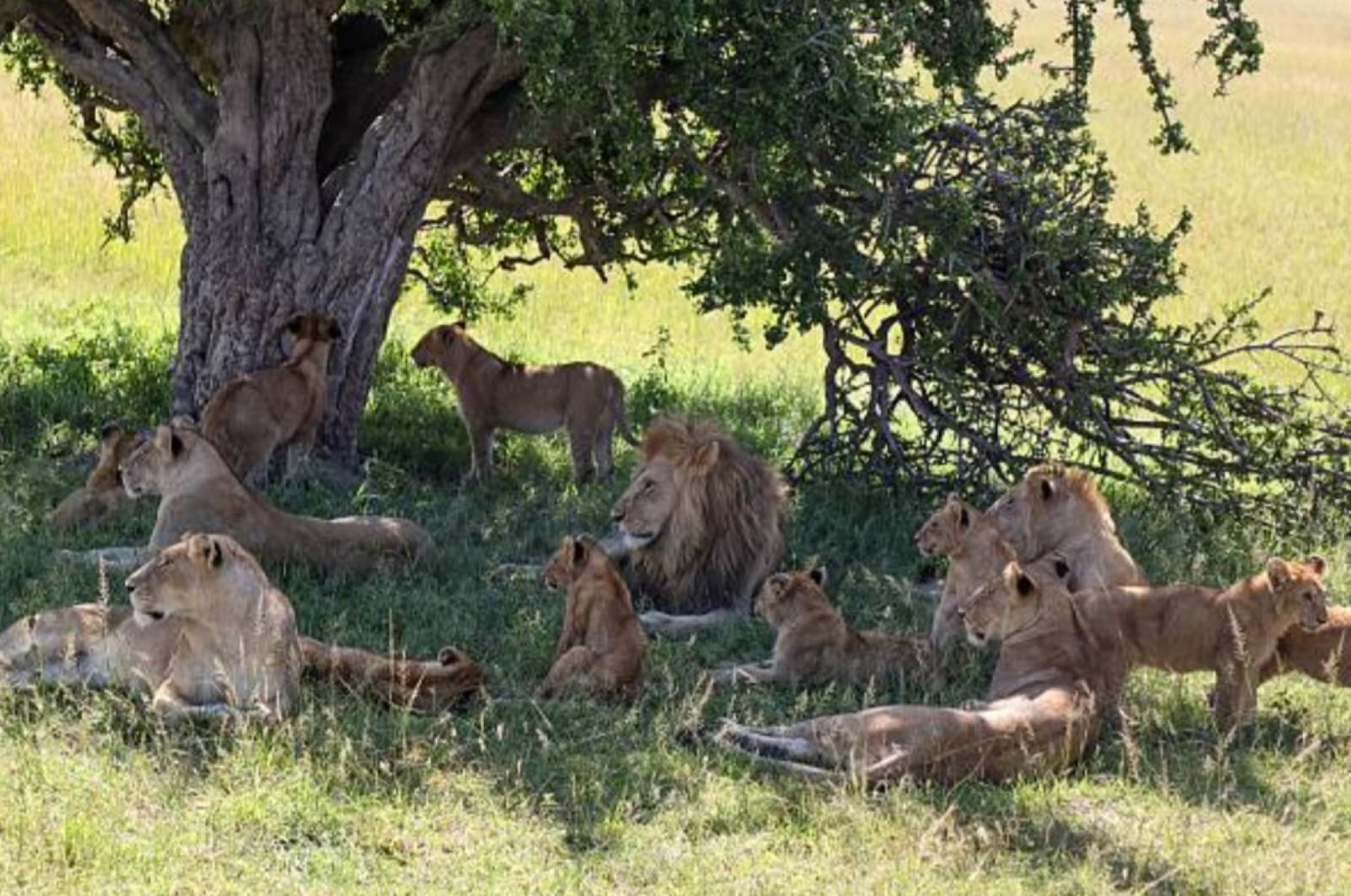 Nelwen Tours & Safaris — Tanzania tour operator
