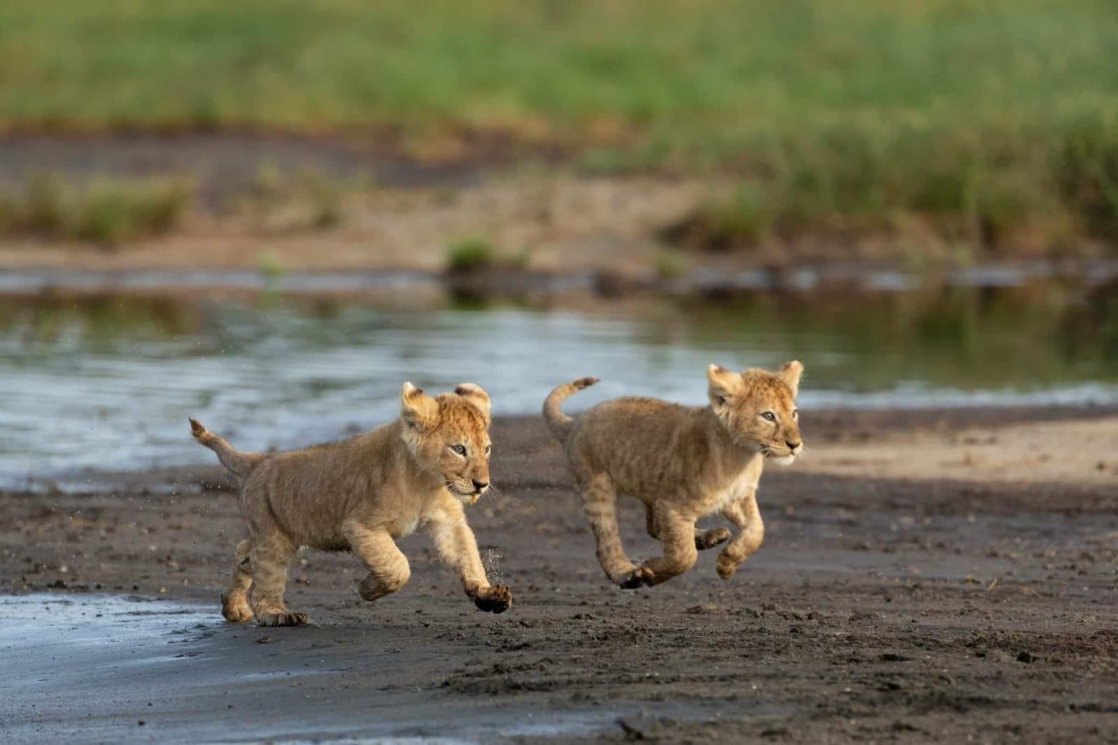 Paradise & Wilderness — safari photo 1