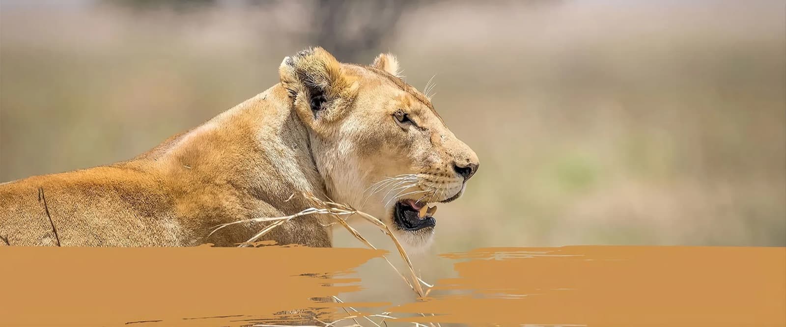 Time 4 Luxury Safaris — Tanzania tour operator
