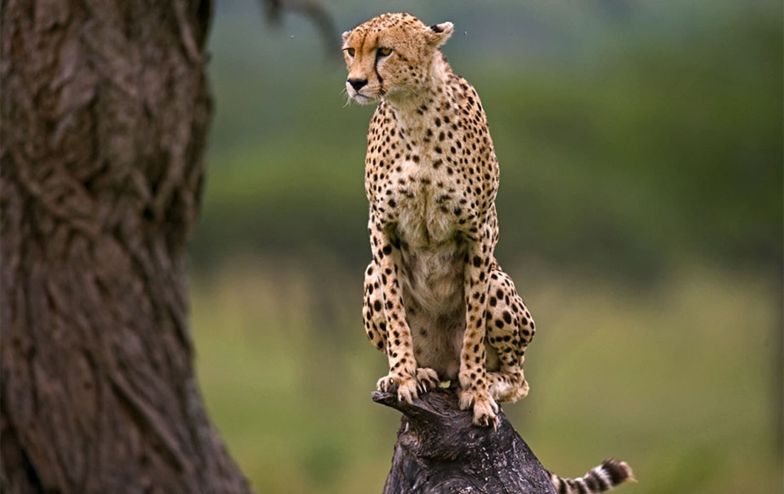 Wilderness Insights Safaris — Tanzania tour operator