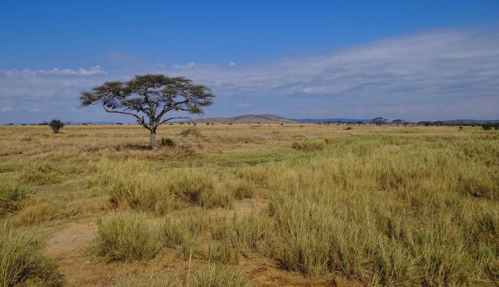 Wildlux Expeditions LTD — Tanzania tour operator